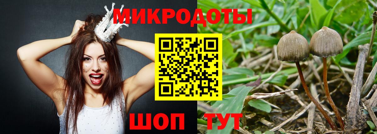 Псилоцибиновые грибы Cubensis Майкоп